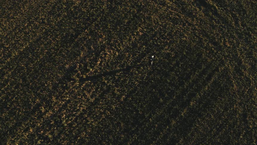 An aerial view of a person standing in a grassy field