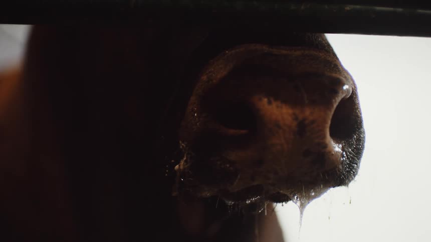 Close up of a dripping bull snout