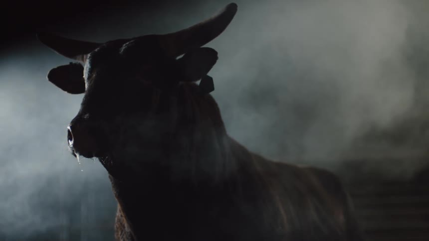 Bull with dripping snout moving inside a dimly lit foggy stable