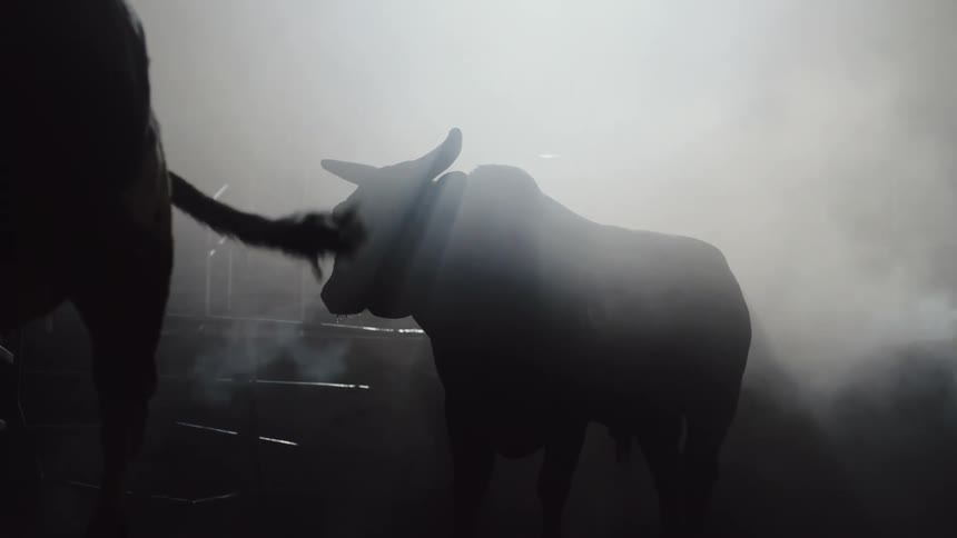 Silhouette of bulls moving inside a dimly lit foggy stable
