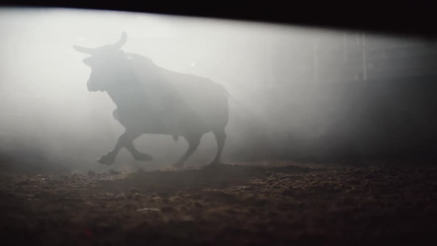 A bull runs around an interior stable during the day