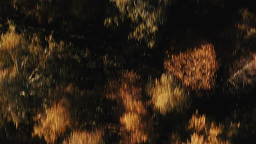 Ariel view of a forest of trees with fall colored leaves