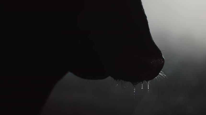 Dark colored bovine stands drooling in foggy area its nostrils flaring as it breathes out vapor