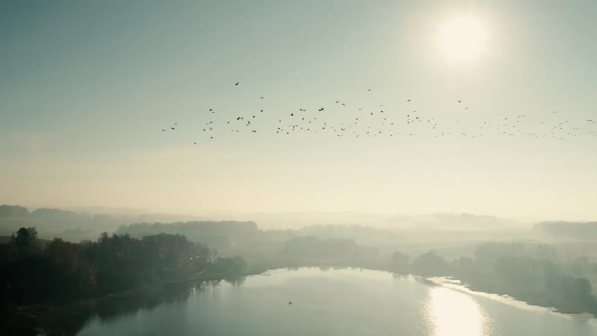 Birds flying over a lake