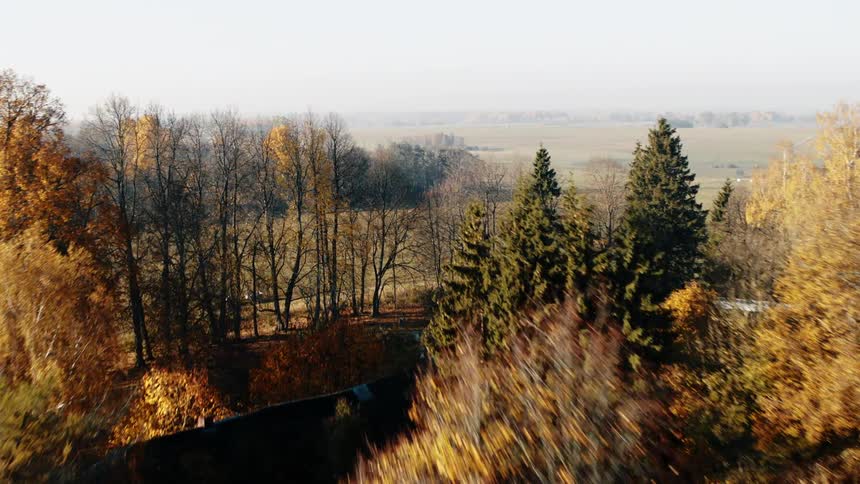 An aerial view of trees with fall foliage in a field