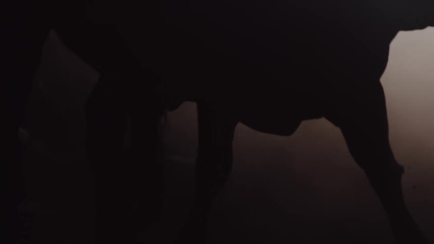 A silhouetted farm animal walking in a dusty area
