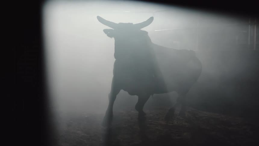 Bull running around in the stable is silhouetted against light from the door
