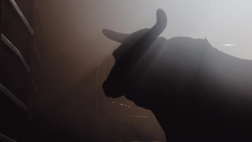 Bull walking around in the stable is silhouetted against the light