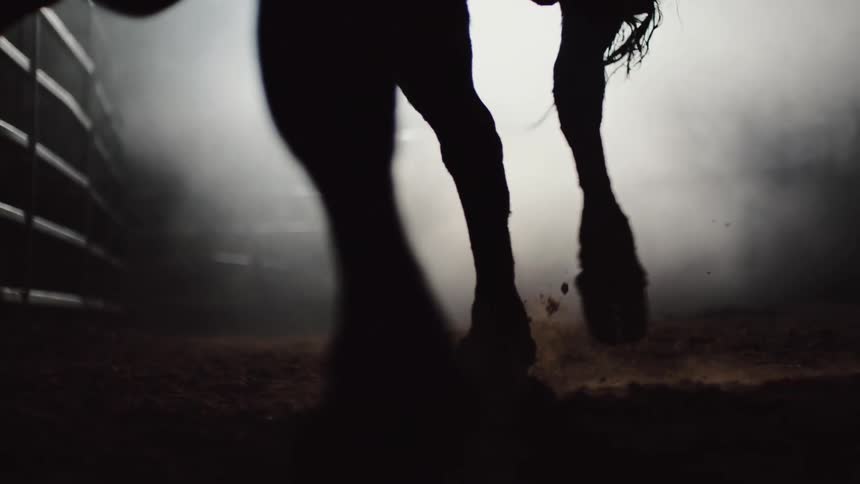 Dark colored bull moves along fog covered corral its hooves kicking up dirt