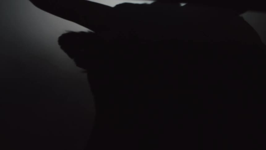 A bull walks around the bull ring in the dark