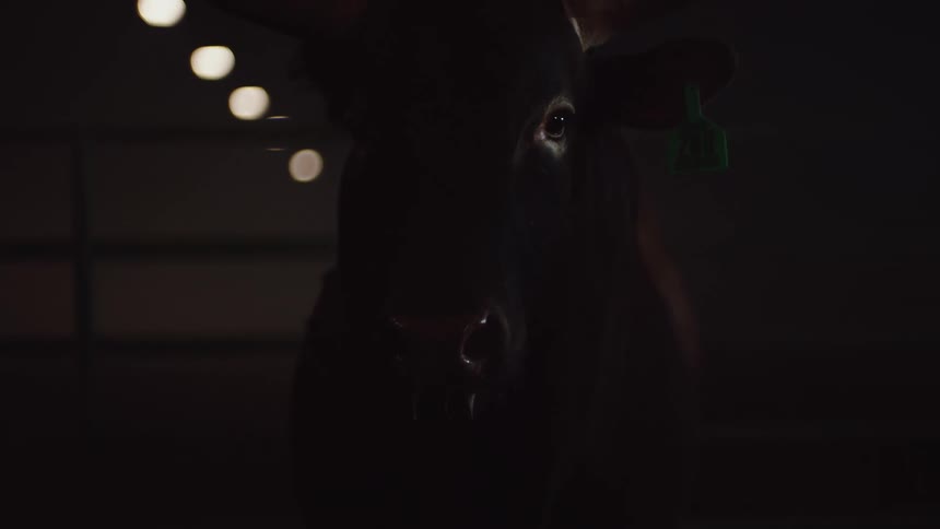 A bull standing around in a room