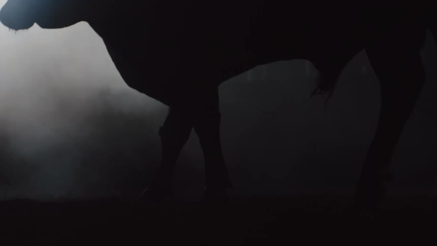 A slow motion of a bull walking around a pen