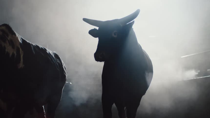 Bulls walk together in the bull ring