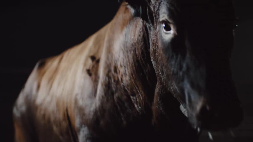Bull energetically moving inside a dimly lit foggy stable