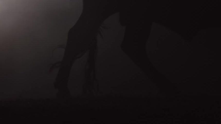 Bulls back legs are silhouetted in the stable