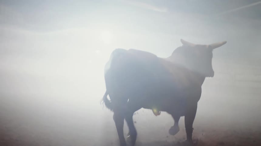 A bull walking in a dirt paddock in the dark