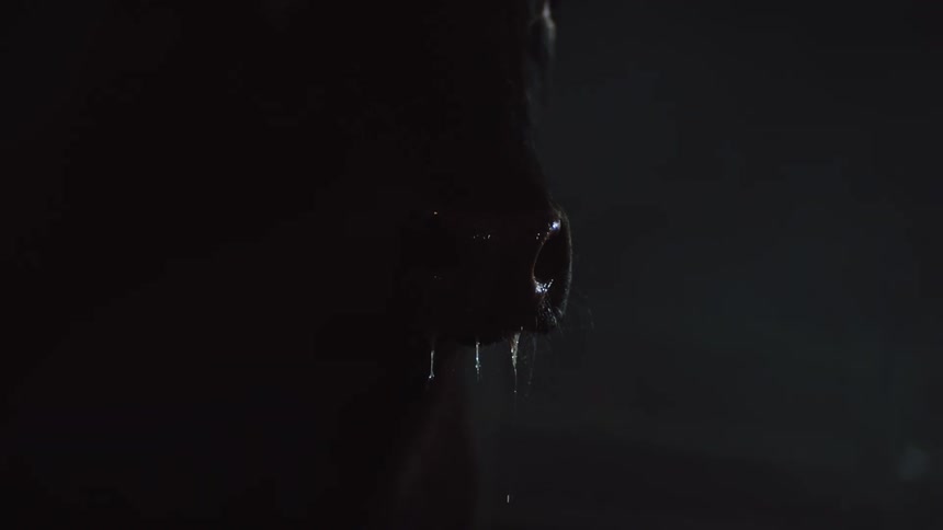Dark bulls nose in the stable