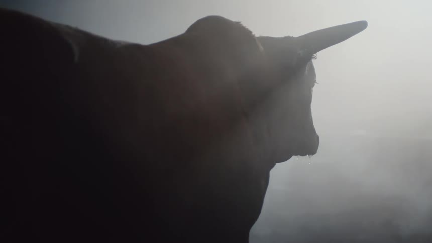 Bull standing in fog turns it head