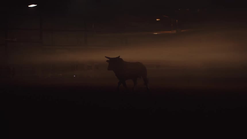Bull walks through the fog in the stable