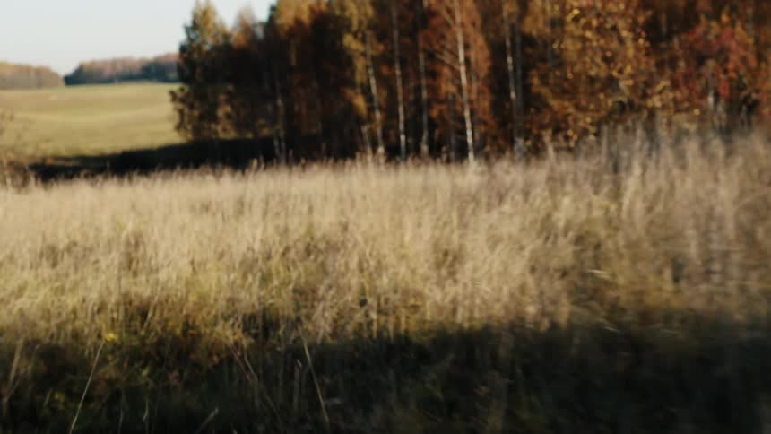 Trees with leaves in fall colors and tall dry grass on the ground