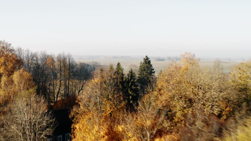 An aerial view of trees with autumn foliage in a field