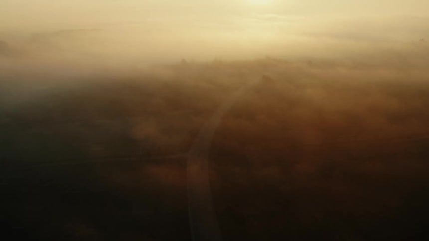 The forest is covered in heavy fog