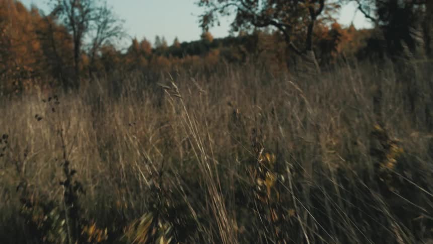 Trees with leaves in fall colors and tall dry grass on the ground