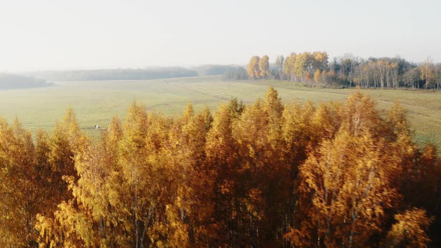 A grassy field with cattle surrounded by trees with the sky and clouds in the background