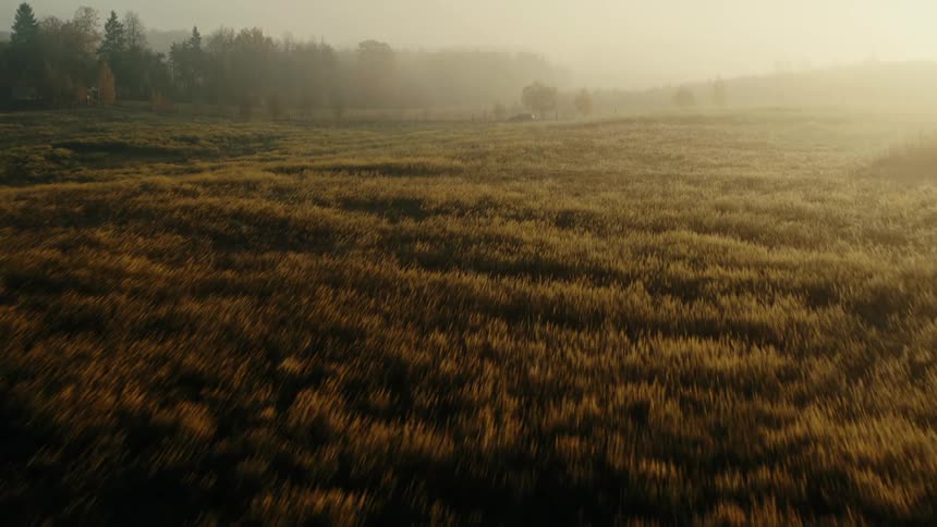 Car driving on a rural road in the countryside on a foggy day at morning