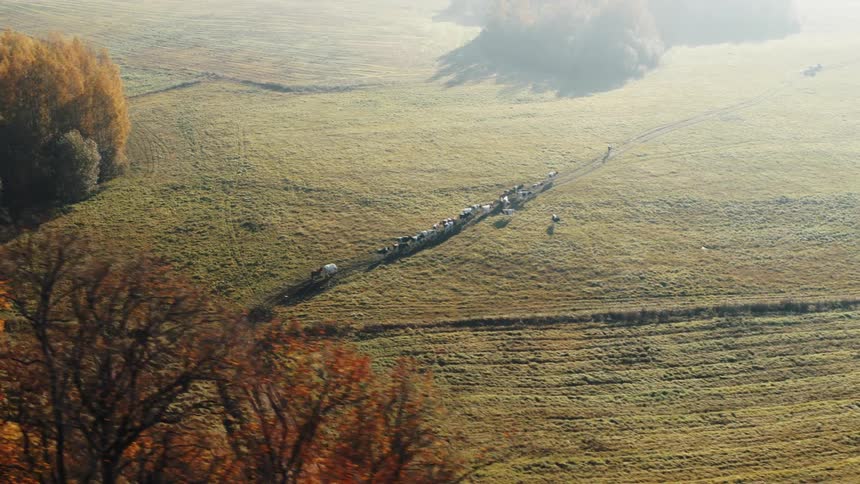 Aerial view of people on horseback herding cattle