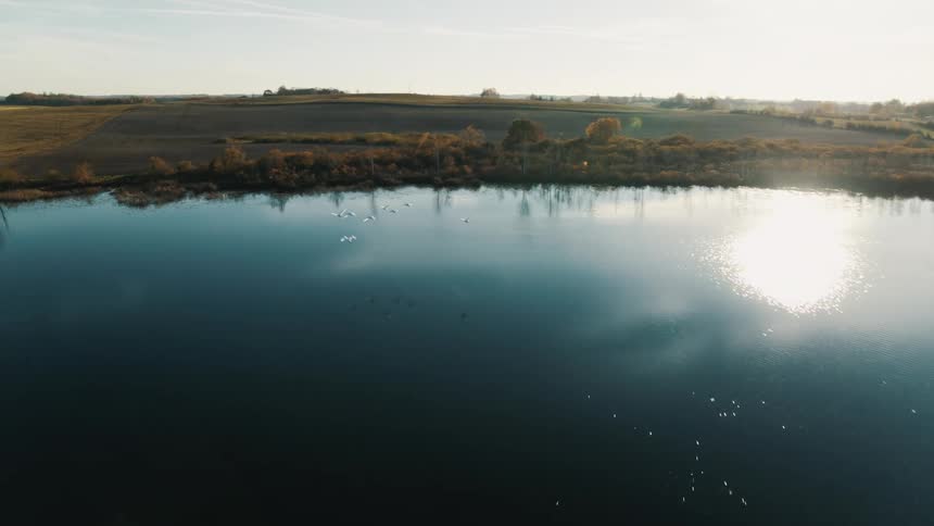 Aerial view of a flock of birds flying over a lake in the morning