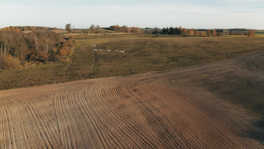 A flock of white birds fly over a lake and overhead into a field
