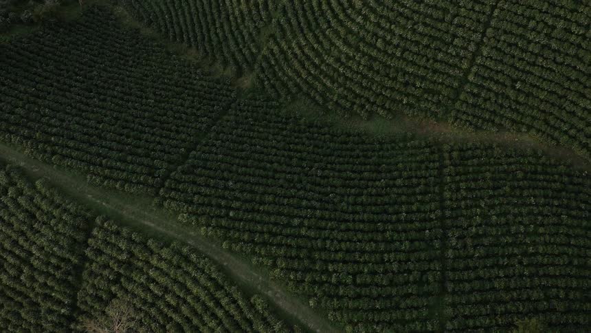 Roads cut through green crop fields with leafless tree towering over a portion of area