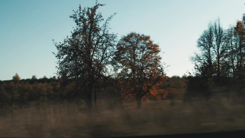 Trees growing on the hills in the countryside at morning