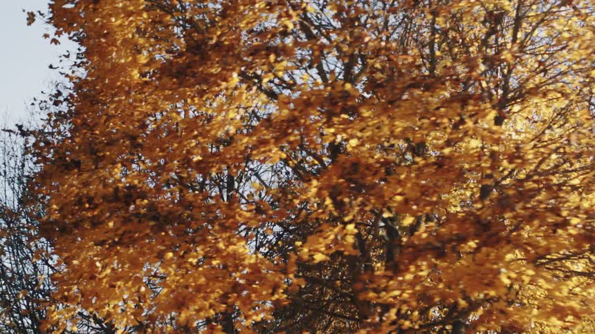 Sun shines brightly from clear light blue sky onto leafless trees and trees with fall foliage standing near house