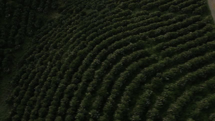 Aerial view of rows of crops growing on the hills at sunset