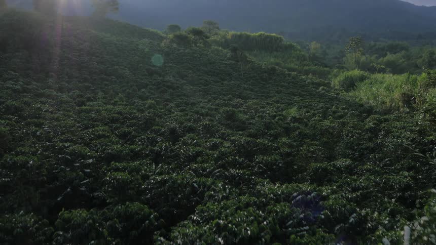 An aerial view of a forest