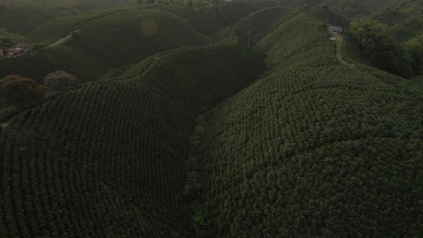 Rolling hills covered in green foliage in a rural area