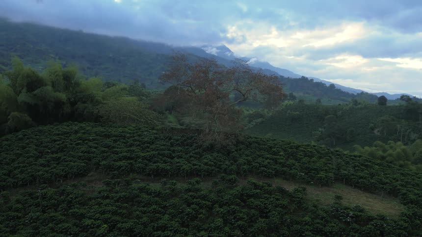 Aerial view of green hills with a bare tree
