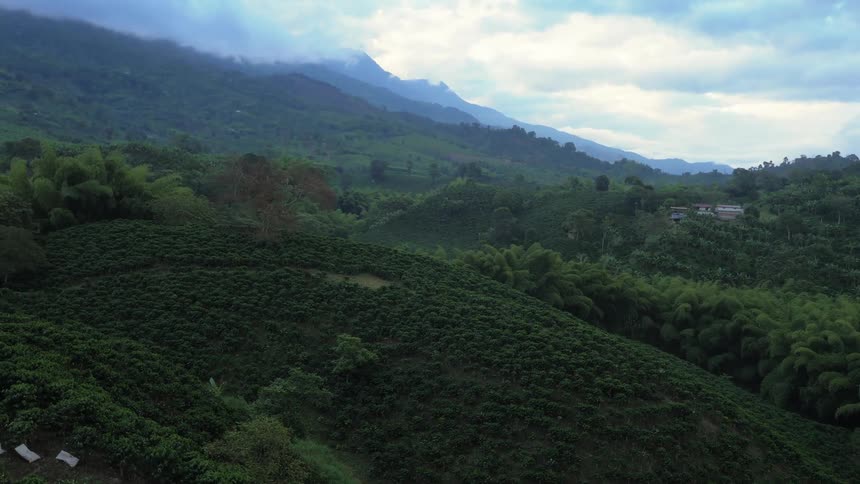 Aerial view of the green canopy of a forest growing in the mountains