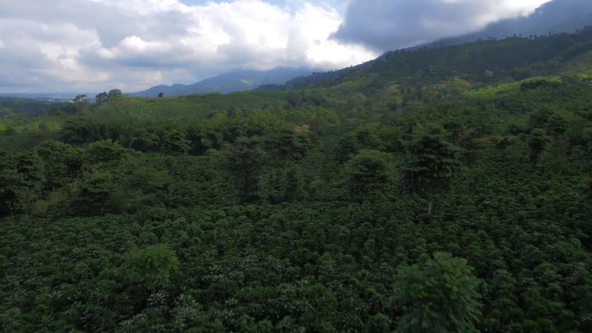 Aerial view of the green canopy of a forest growing in the mountains