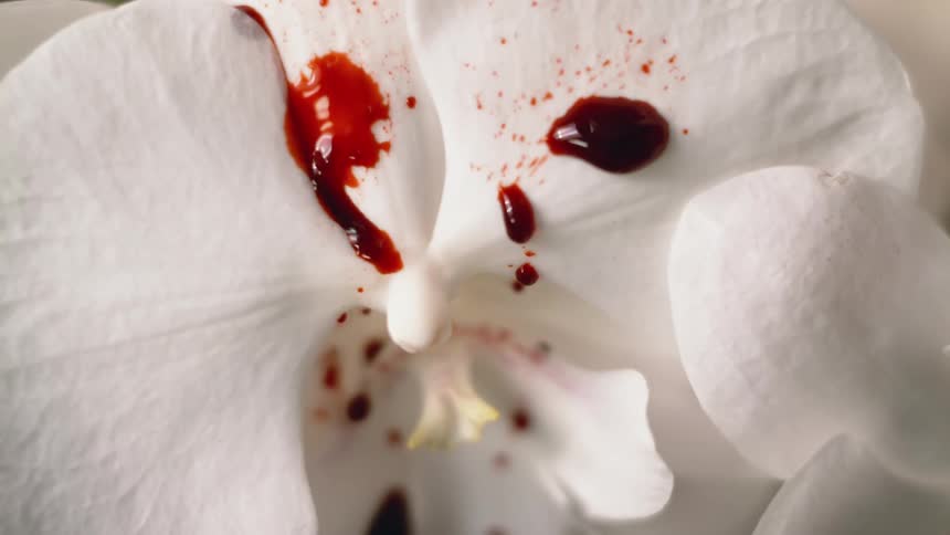 Crimson liquid falls onto white flower petals dripping into crevice