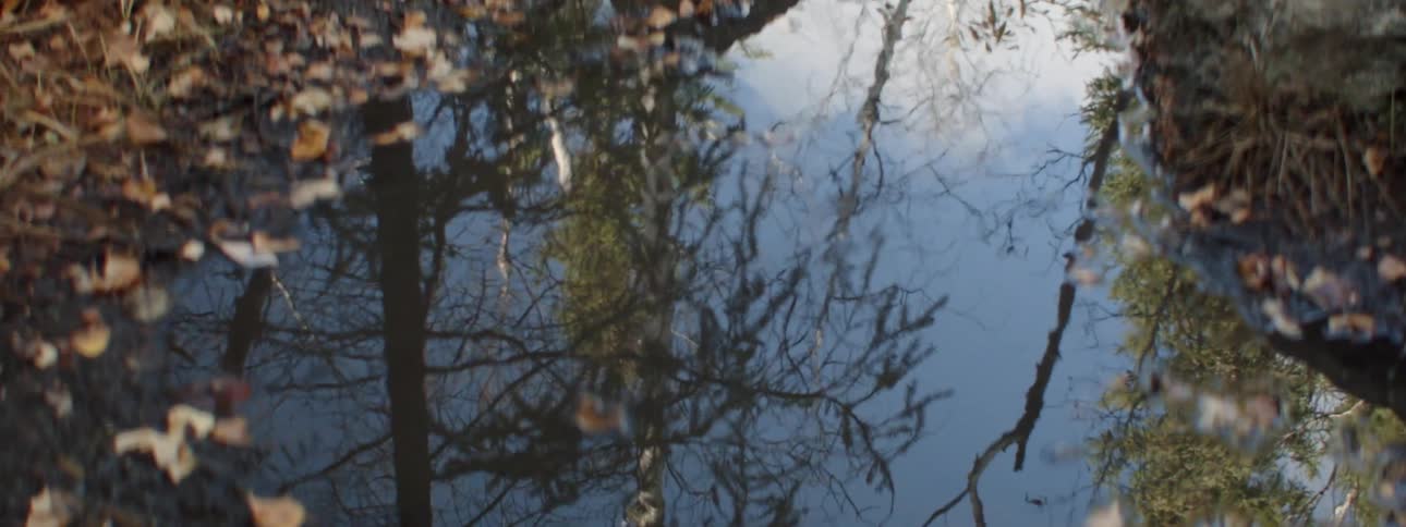 Tall trees and blue skies are reflected in a rain puddle surrounded with scattered leaves