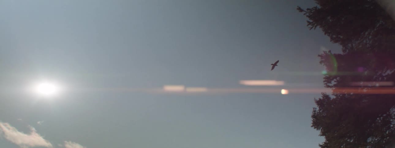 A bird that is flying in the sky