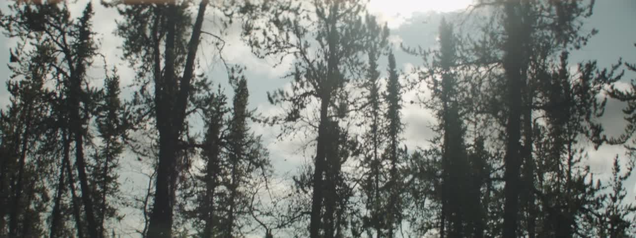 Trees above a rock sway in the wind against a sunny sky