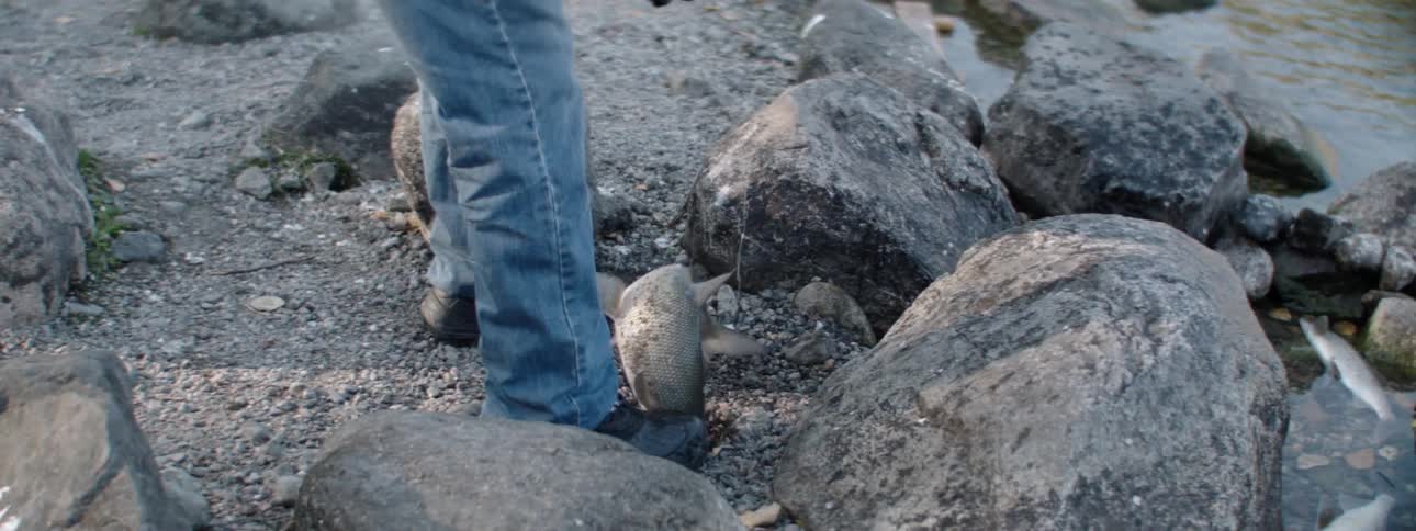 A man on the shore reaches down to grab a fish flopping on his fishing line