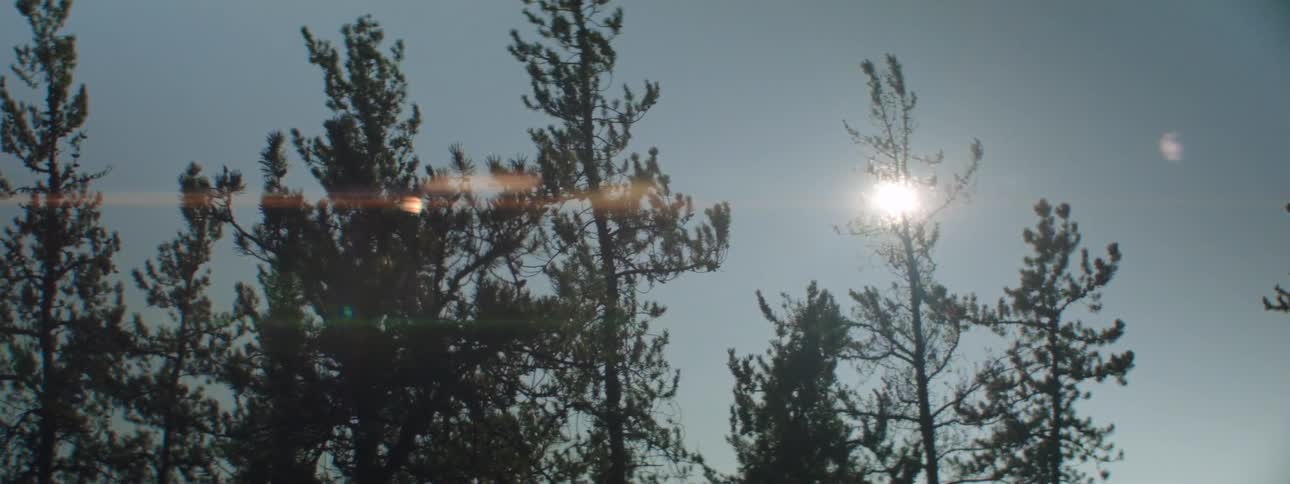 The sun shining down on trees in a forest