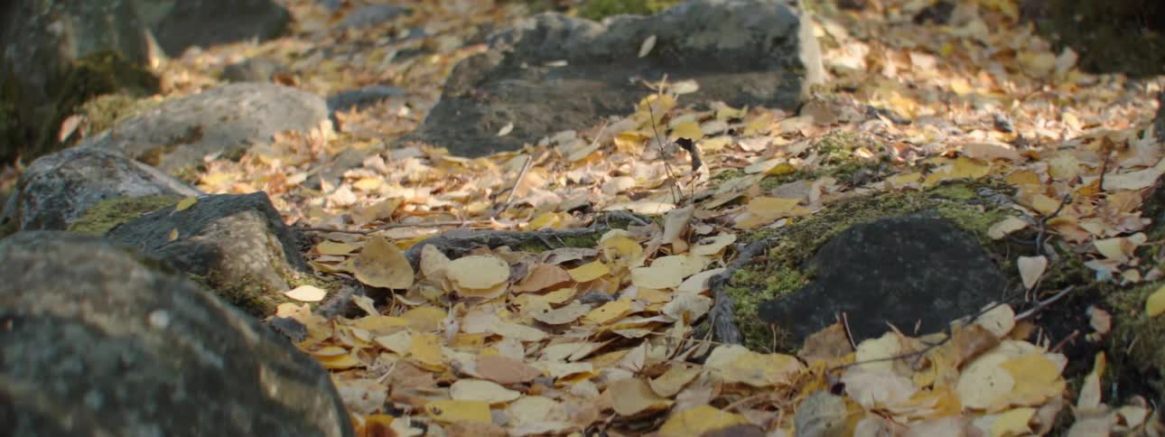 A ground with rocks moss twigs and leaves
