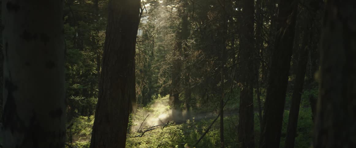A mountain biker kicks up a trail of dust riding through the forest at sunset