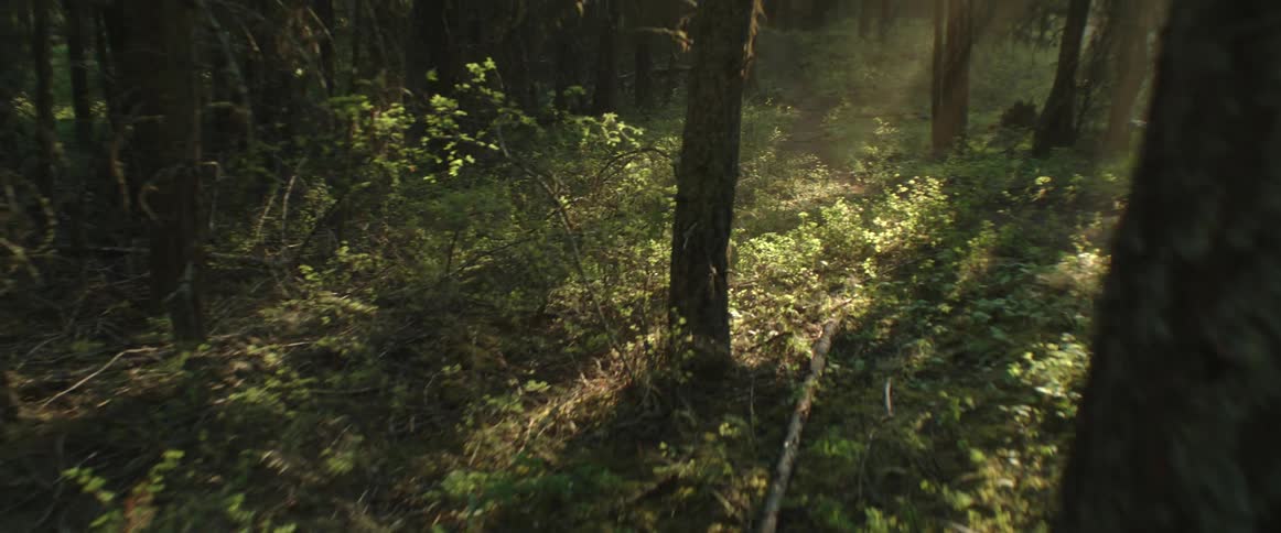 Narrow dirt trails run through a forest with light beams covered in thick brush and tall trees